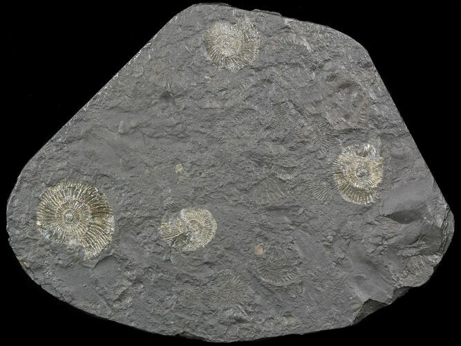 Dactylioceras Ammonite Cluster - Posidonia Shale #52915
